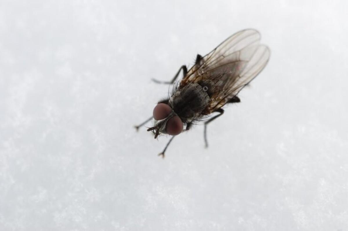 Alerta per la mosca negra, un potencial risc de salut pública a Espanya
