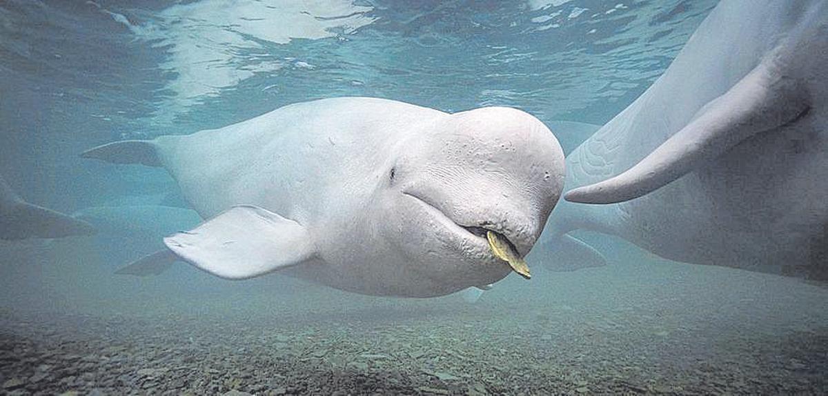 Un ejemplar de ballena beluga