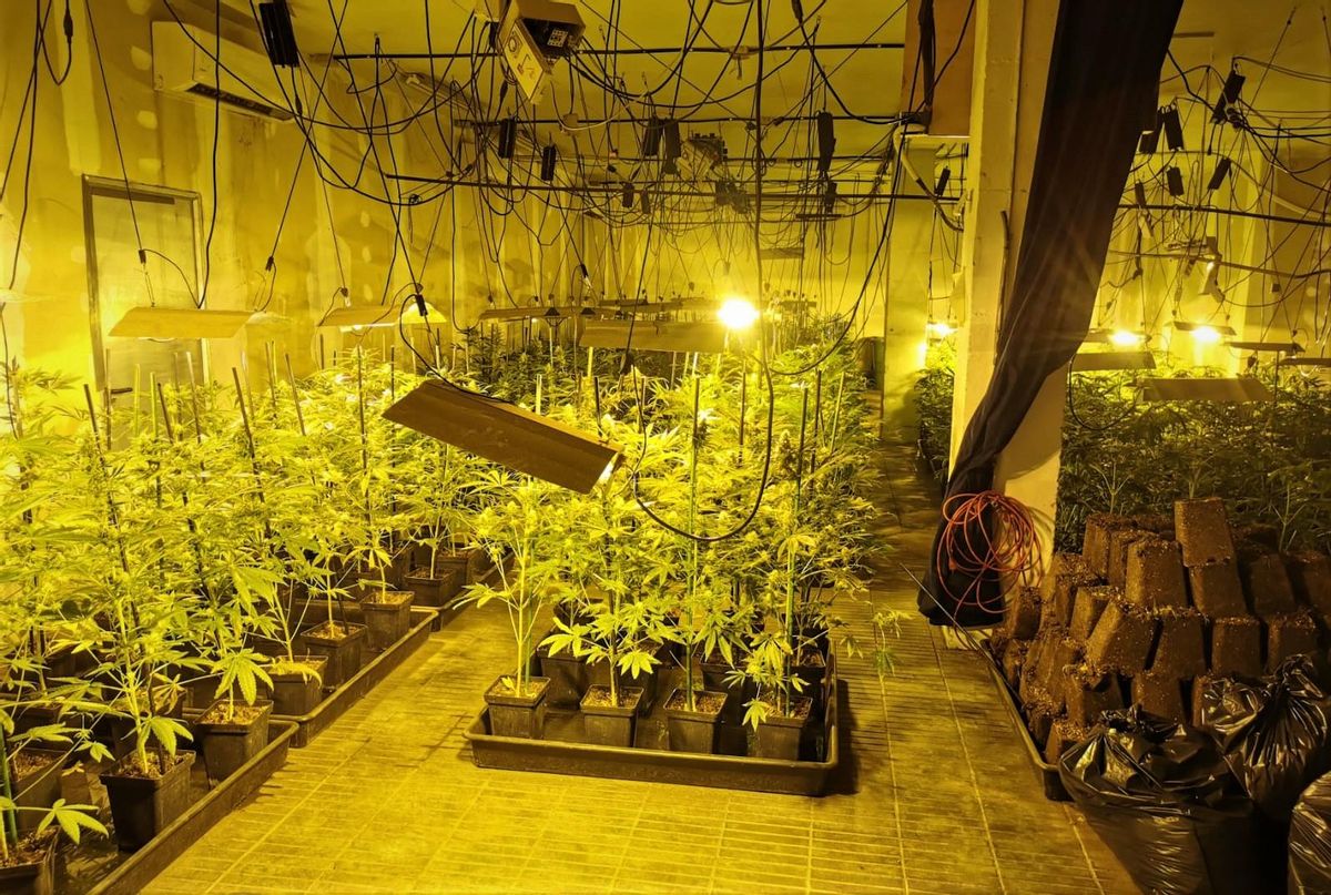 Plantación ilegal de marihuana desmantelada en L’Hospitalet de Llobregat. Plantación ilegal de marihuana desmantelada en L’Hospitalet de Llobregat.