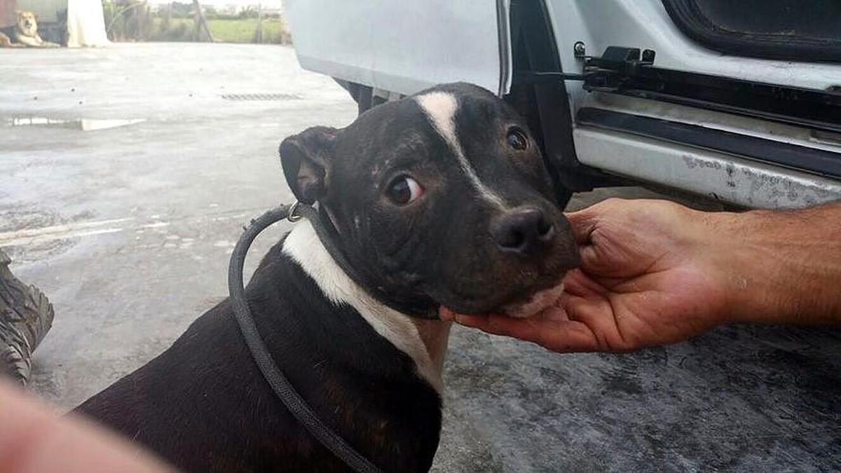 Uno de los perros, cuando fue rescatado por la policía.