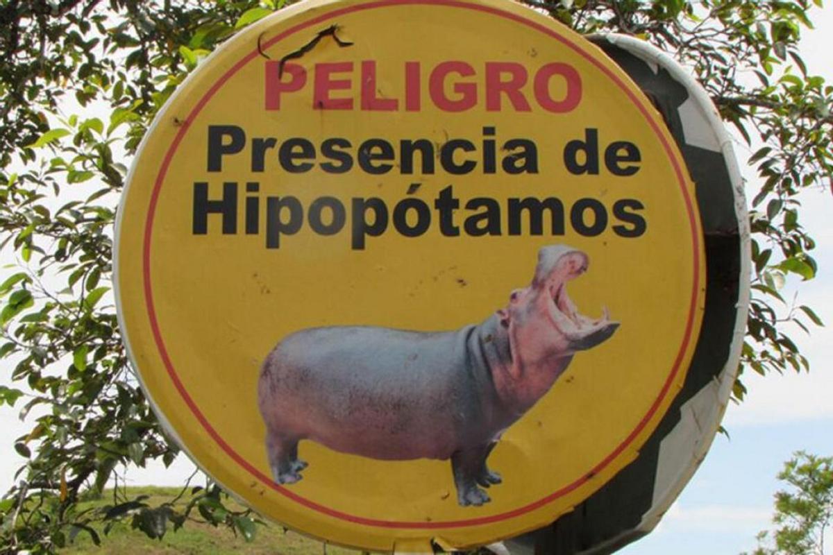 Los hipopótamos de Pablo Escobar podrían ser sacrificados