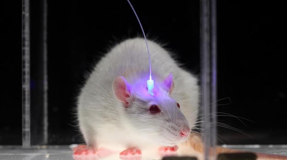 Imagen de un ratón cuyo cerebro está siendo manipulado por medio de la optogenética en el laboratorio de Karl Deisseroth, en la Universidad de Stanford.