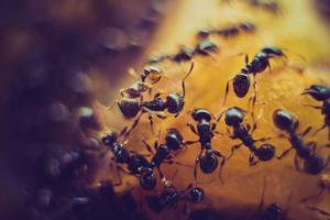 Las hormigas se organizan como las neuronas