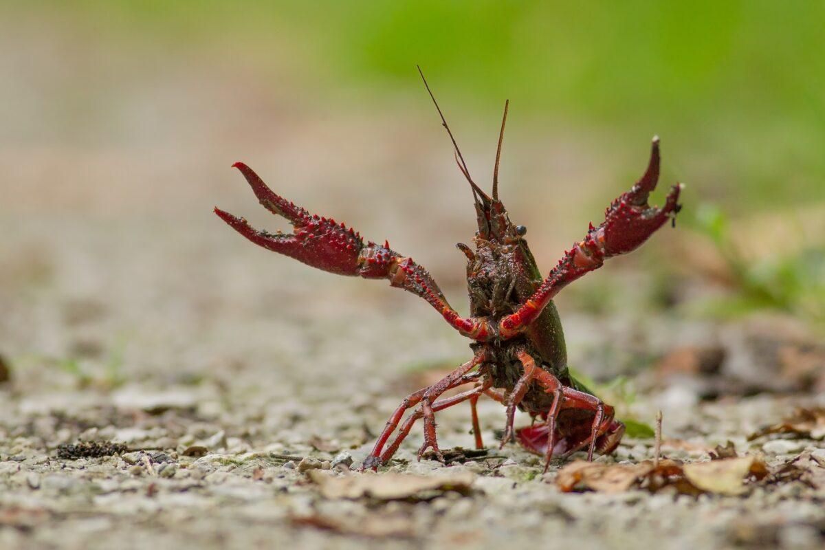 Ya hay 306 especies invasoras en los ríos españoles y otras 272 están llegando Ya hay 306 especies invasoras en los ríos españoles y otras 272 están llegando