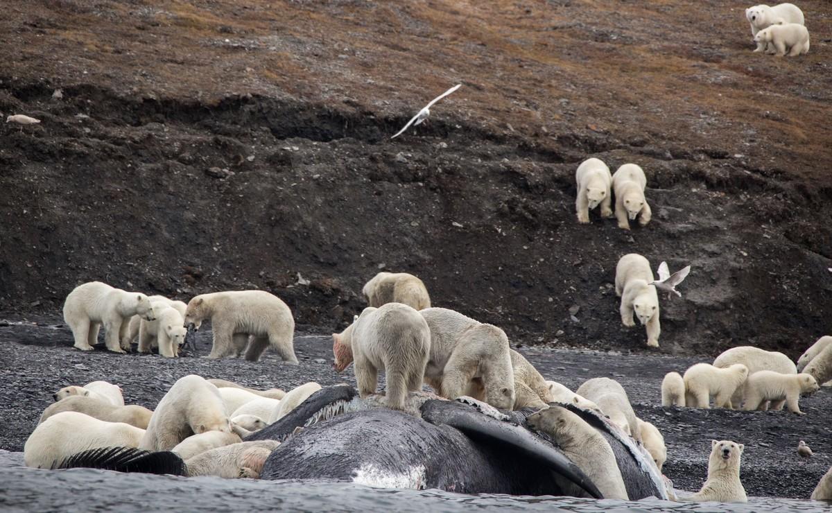 Los osos polares devoran a una ballena en la isla Wrangel
