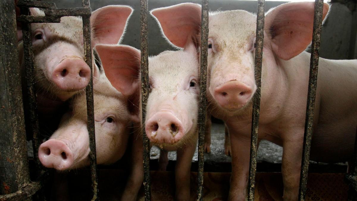 Cerdos de una granja a las afueras de Hanoi, en Vietnam, en una imagen de archivo. 