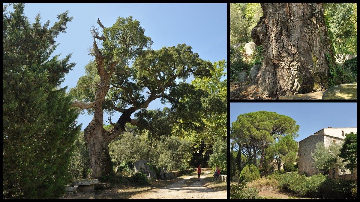 El alcornoque del Mas de Perxés, en Agullana. El alcornoque del Mas de Perxés, en Agullana.