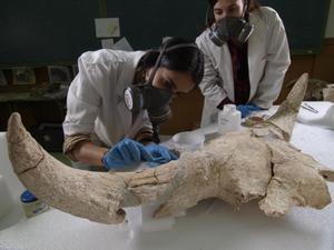 Un equipo de investigadoras analiza uno de los ’trofeos’ hallados en el santuario de caza neandertal.