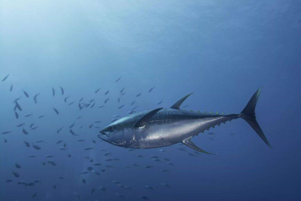Cómo lograr que el número de peces aumente un 30% en el Mediterráneo Cómo lograr que el número de peces aumente un 30% en el Mediterráneo