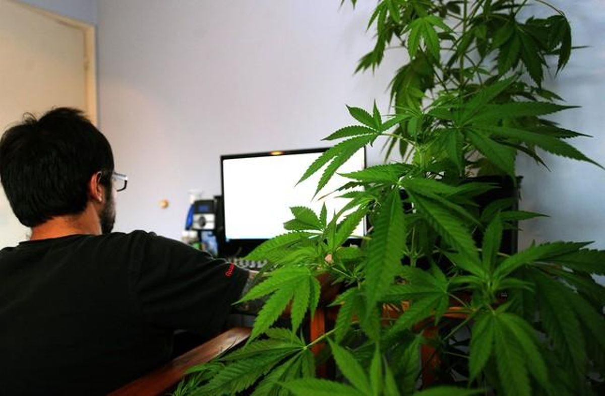 Una planta de marihuana en una vivienda de Montevideo. Una planta de marihuana en una vivienda de Montevideo.