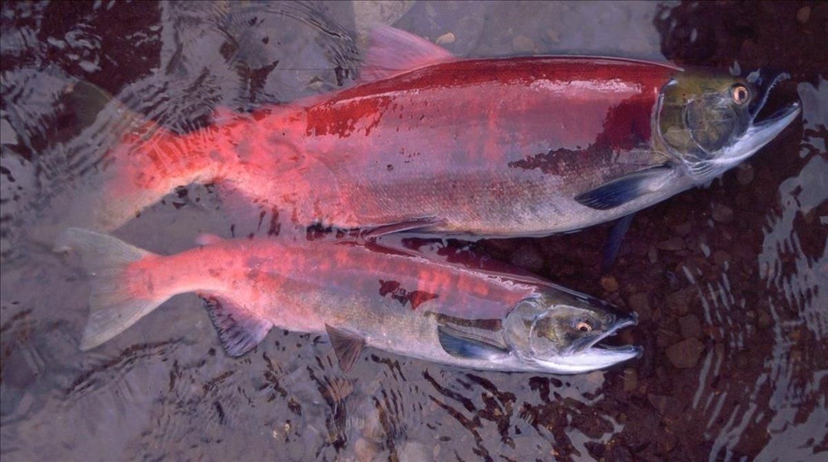 La crisi climàtica redueix la mida del salmó d'Alaska, segons un estudi La crisi climàtica redueix la mida del salmó d'Alaska, segons un estudi