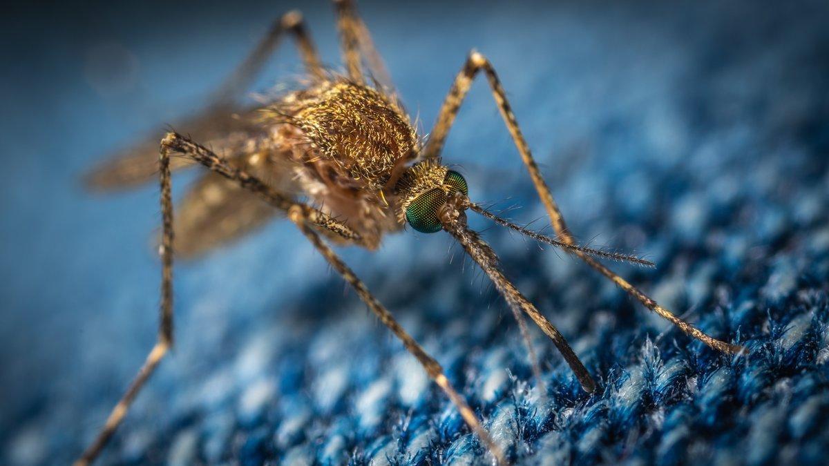 Cómo los mosquitos cambiaron la historia de la humanidad