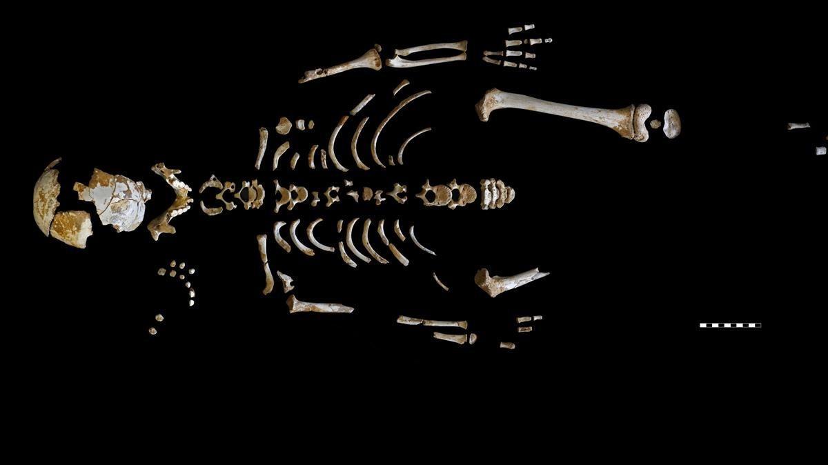 Reconstrucción del esqueleto del niño encontrado en el yacimiento de El Sidrón, en Asturias. Reconstrucción del esqueleto del niño encontrado en el yacimiento de El Sidrón, en Asturias.