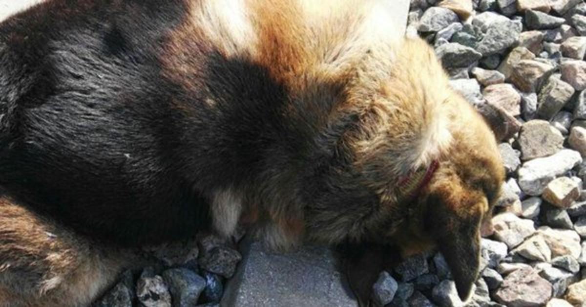 Aparecen 20 perros muertos que habían sido atados a las vías del tren en Sevilla