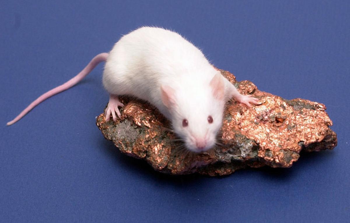 Un ratón de laboratorio.