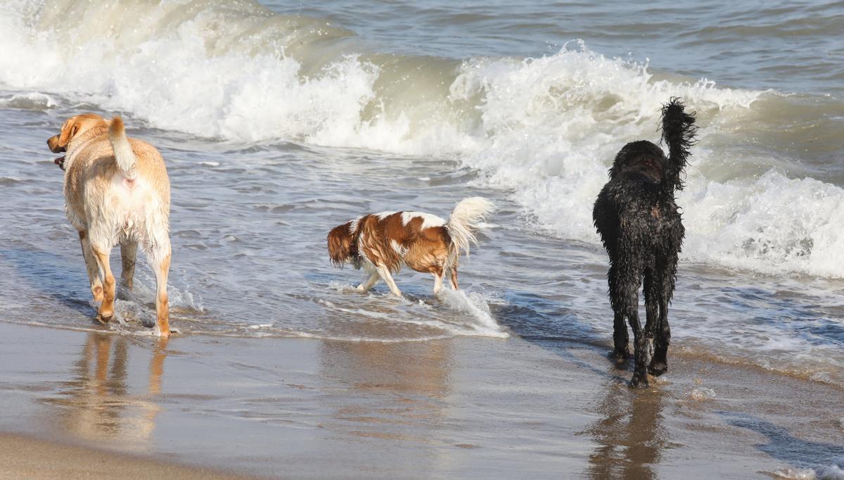 Gavà amplia la data de la platja per a gossos gràcies a la seva bona acollida