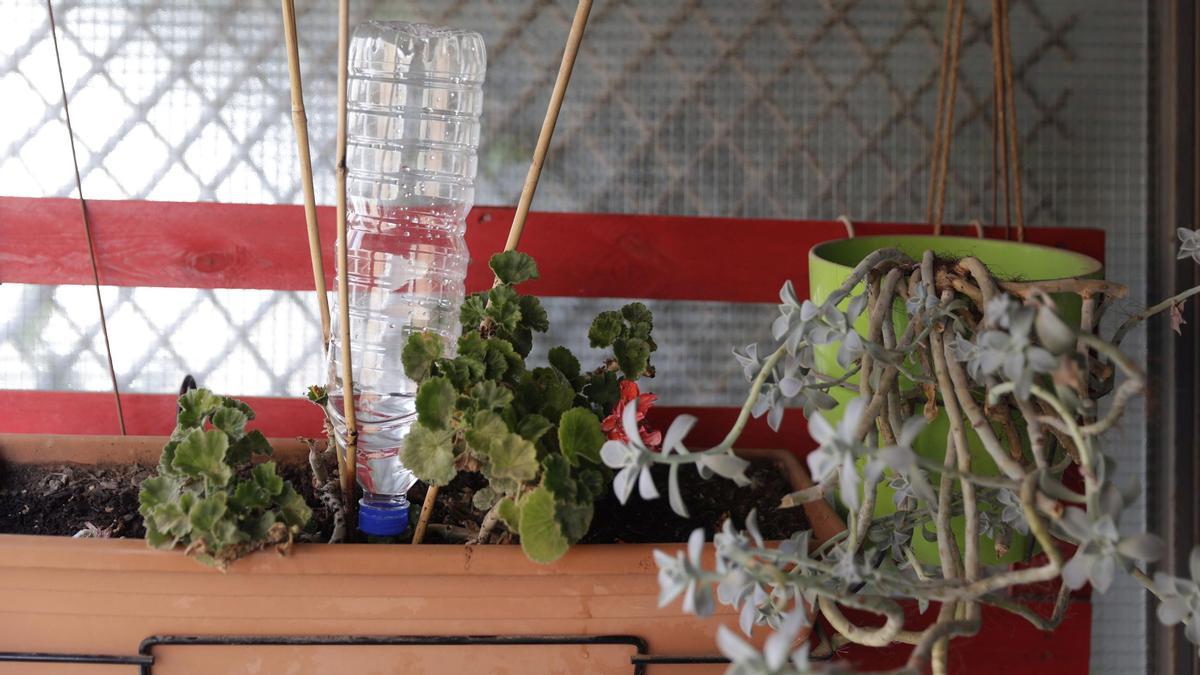 Sistema de riego de plantas para las vacaciones con una botella de plástico.