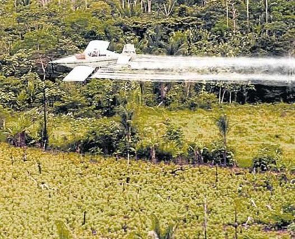Un avión fumiga con glifosato una plantación. Un avión fumiga con glifosato una plantación.