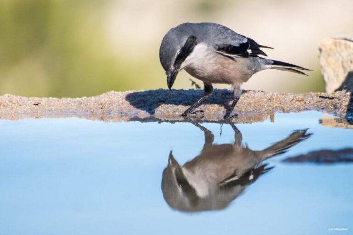 El cambio climático provoca transformaciones en el cuerpo de los animales El cambio climático provoca transformaciones en el cuerpo de los animales