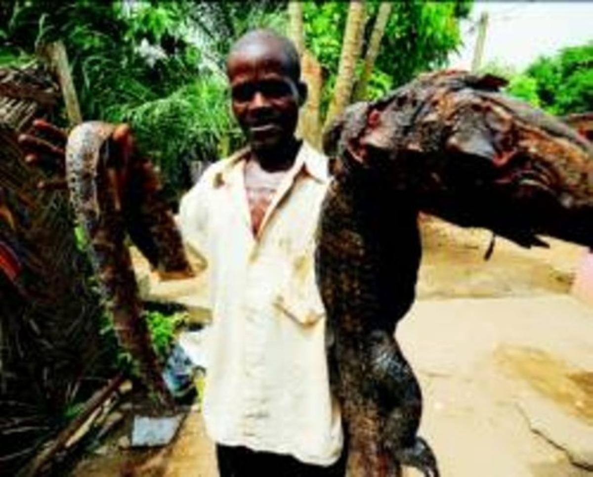 Un restaurante de Abiyán se especializa en menús con serpiente, cocodrilo y  roedores