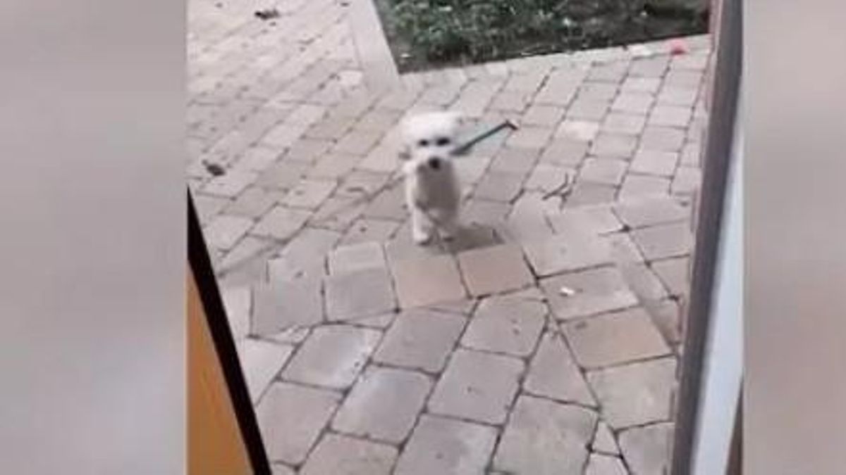 Vídeo | Un gos xoca a l’intentar entrar en una casa amb una canya de pescar a la boca Vídeo | Un gos xoca a l’intentar entrar en una casa amb una canya de pescar a la boca