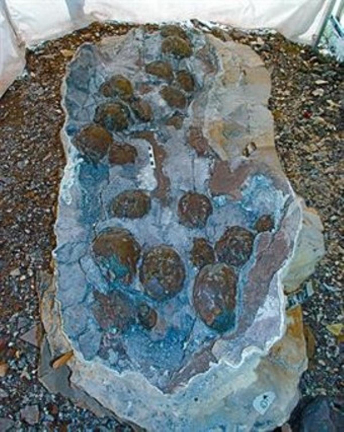 Huevos de saurópodo hallados en el Coll de Nargó.