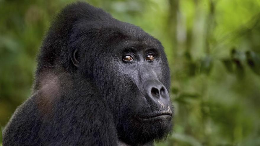 Sentenced to 11 years in prison for killing a gorilla in Uganda