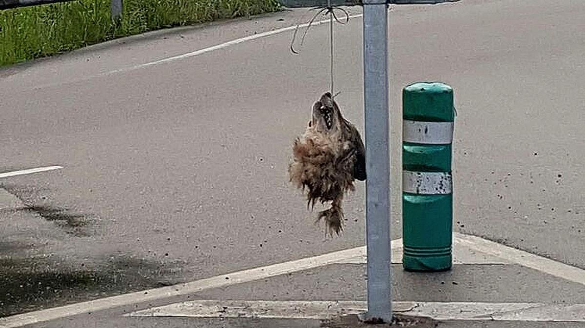 Cabeza de un lobo decapitado colgando en una señal de tráfico en el concejo asturiano de Salas.