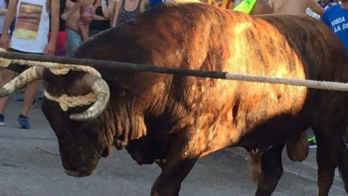 Herido grave un joven en un 'correbou' en L'Ampolla Herido grave un joven en un 'correbou' en L'Ampolla