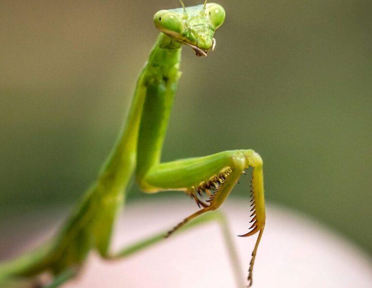 La química repelente de los insectos suena a música de terror La química repelente de los insectos suena a música de terror