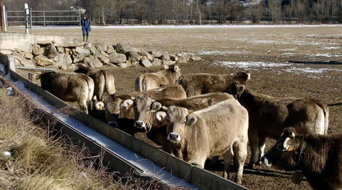 Una manada de vacas aparta el hielo del bebedero en busca de agua Una manada de vacas aparta el hielo del bebedero en busca de agua