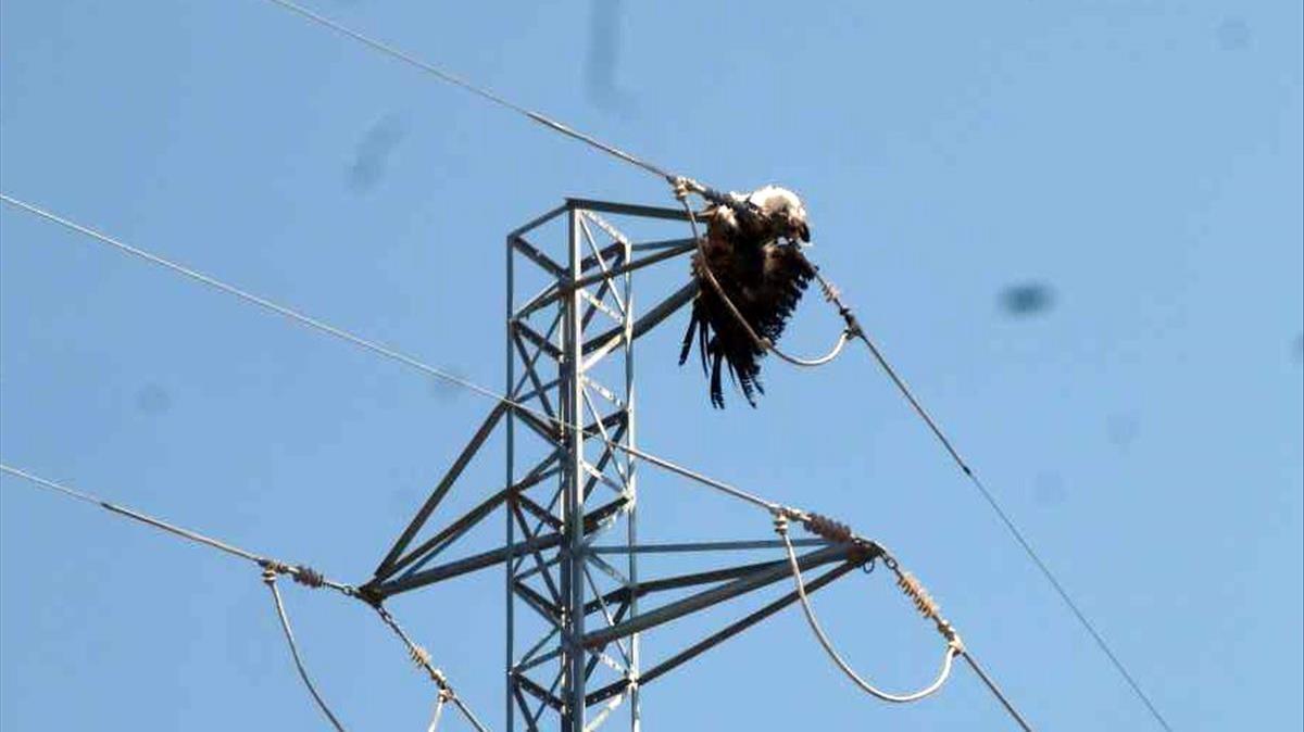  Aves electrocutadas en torres electricas en la comarca de la Noguera en 2018
