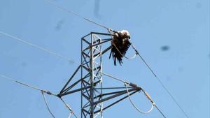 SOCIEDAD  Aves electrocutadas en torres electricas  en la comarca de la Noguera  Foto  AGENTES RURALES DE LA GENERALITAT
