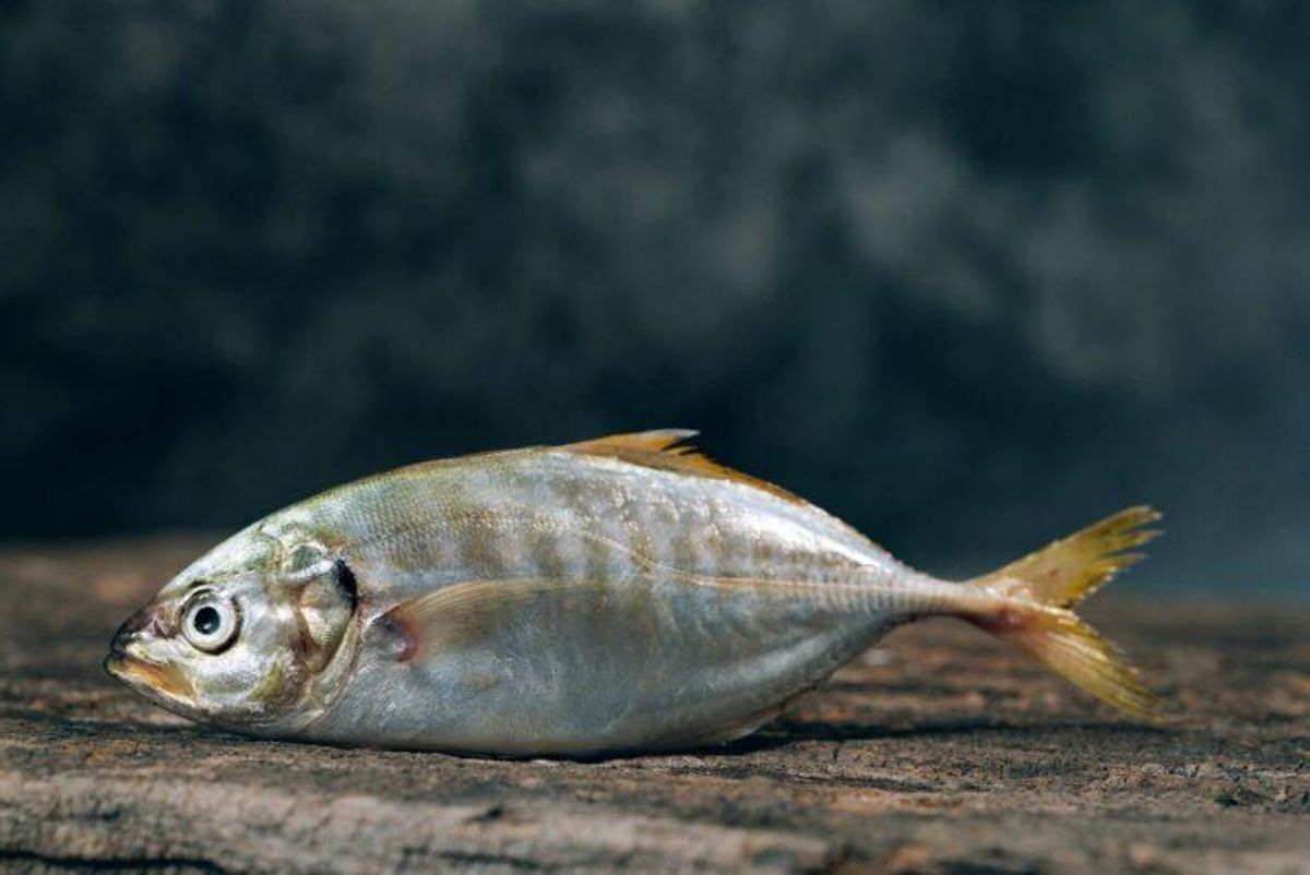 Los peces pueden sentir dolor Los peces pueden sentir dolor