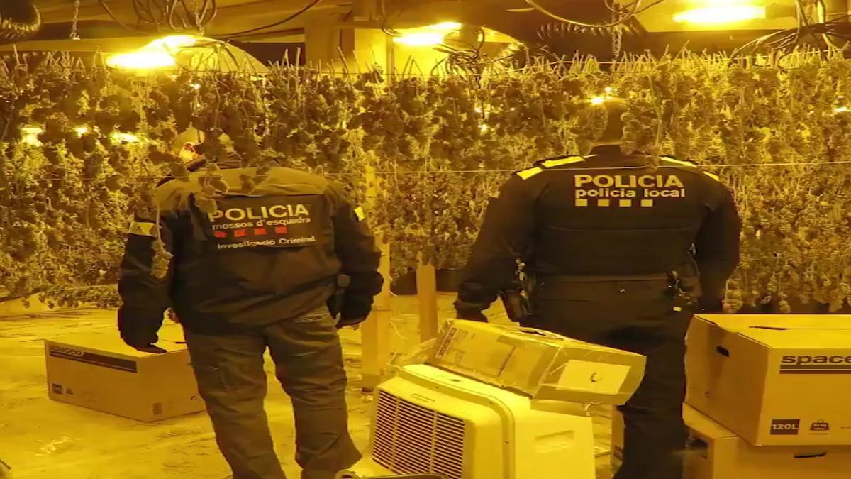 Ingresan en prisión 7 detenidos en una macroplantación de marihuana de Olesa (Barcelona)