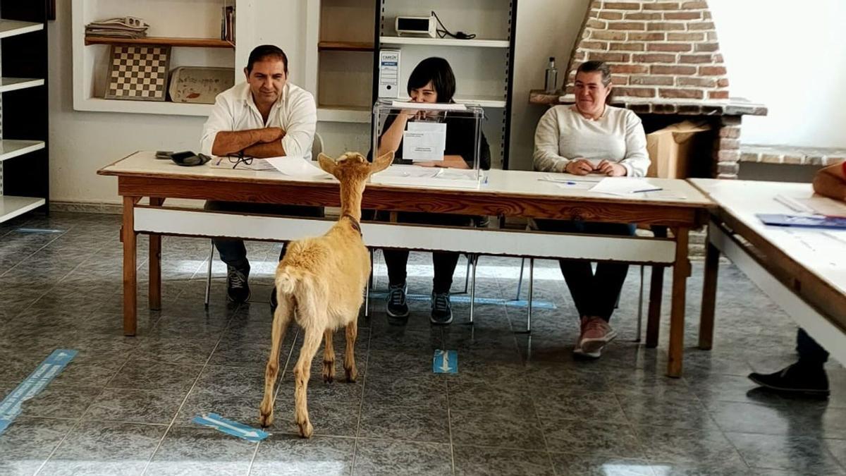Una cabra en la mesa electoral del Centro Sociocultural de Setecoros, en Valga (Pontevedra)