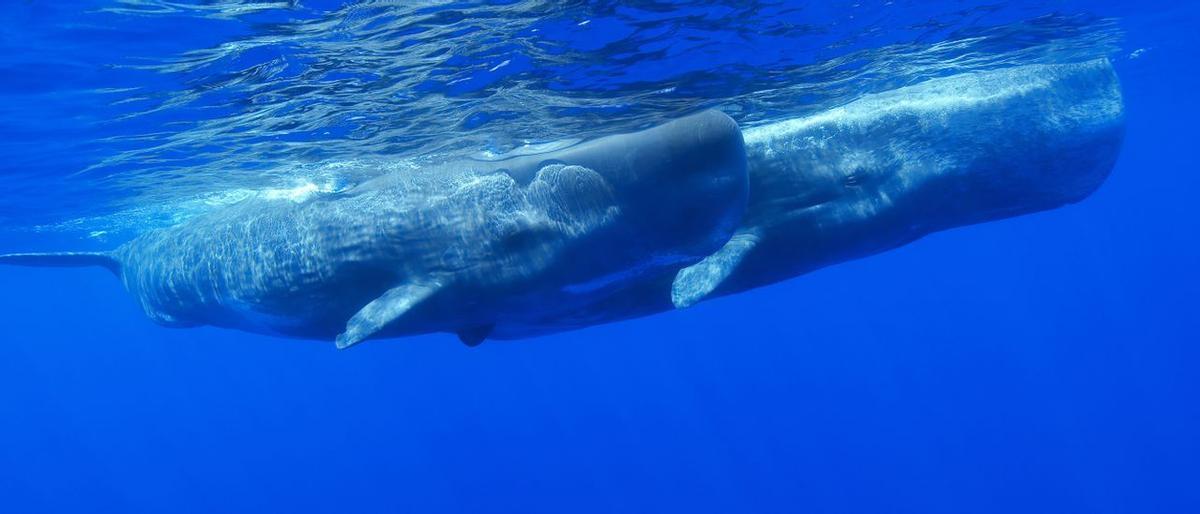 Islàndia deixarà de caçar balenes el 2024
