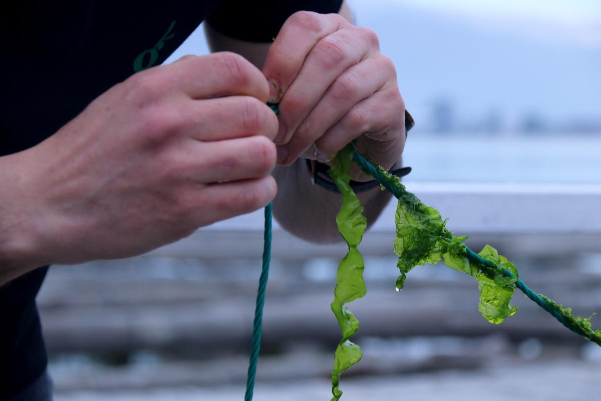 Aqüicultors del delta de l’Ebre cultiven per primera vegada algues en cordes