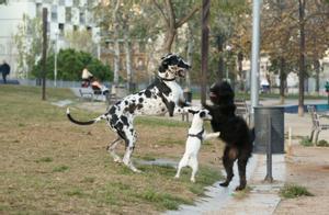 Perros sueltos en el parque de l’Estació del Nord, tras el estreno del mayor pipican del Eixample