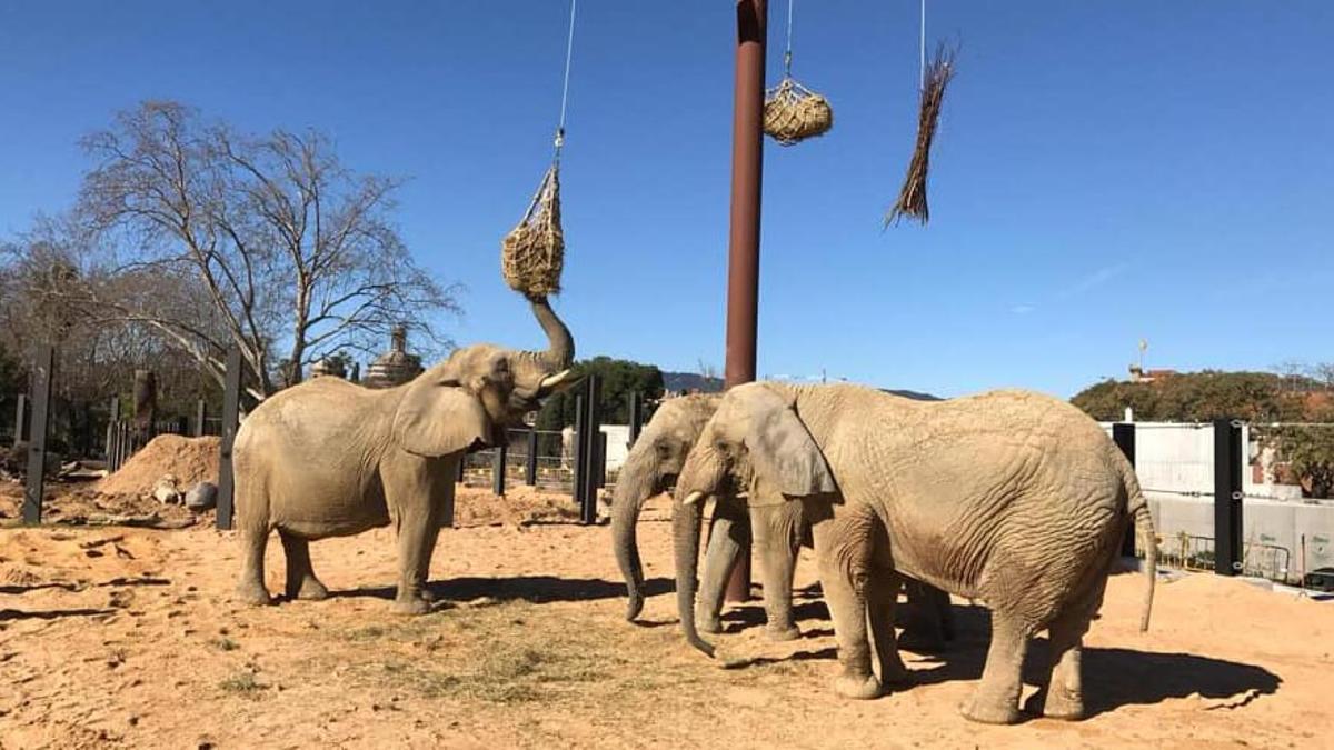Las tres elefantas del Zoo de Barcelona, juntas, algo inimaginable cuando Bully se incorporó al grupo. durante el almuerzo. Las tres elefantas del Zoo de Barcelona, juntas, algo inimaginable cuando Bully se incorporó al grupo. durante el almuerzo.