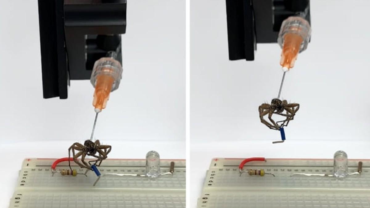 Fotogramas del experimento realizado con necrorobots arácnidos utilizados como ganchos mecánicos. 
