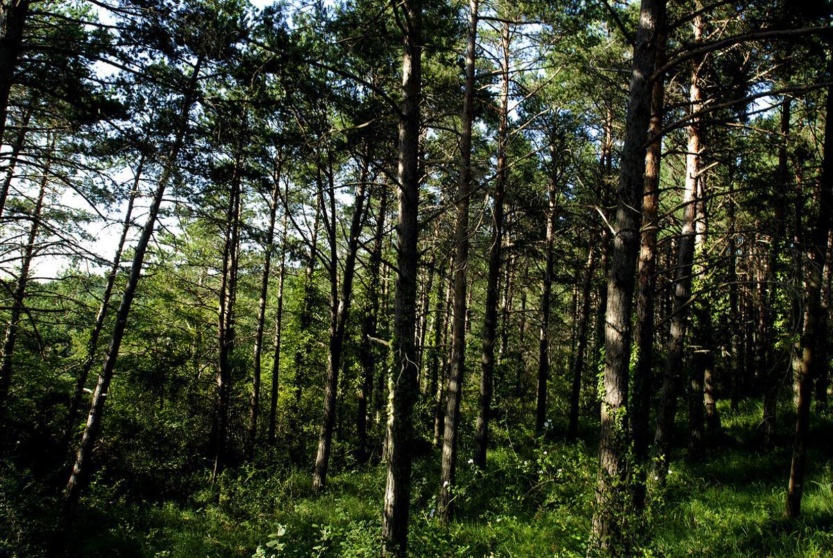 Bosque de pinos en la Serra de Prades.