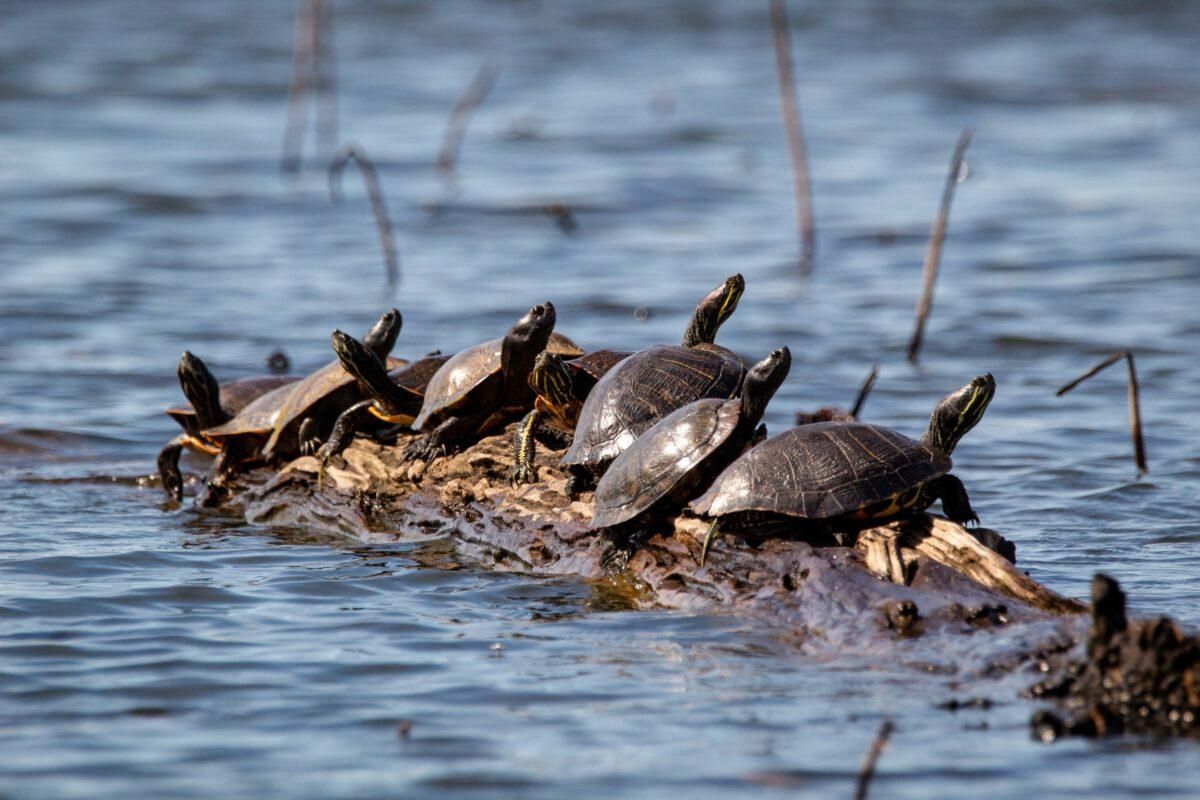 El ser humano, más letal que el cambio climático para anfibios y reptiles El ser humano, más letal que el cambio climático para anfibios y reptiles