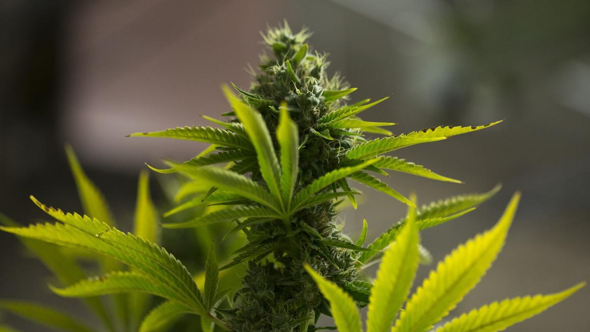 Intervienen más de siete kilos de marihuana en un autobús con destino París