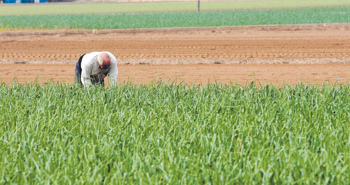 Un agricultor en un campo de cebollas en Alboraia
