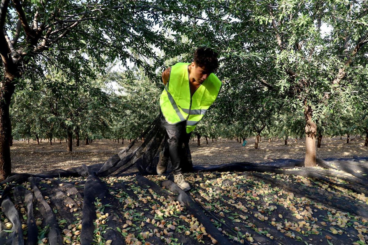 La sequía merma la producción de almendras en un año "complicado"