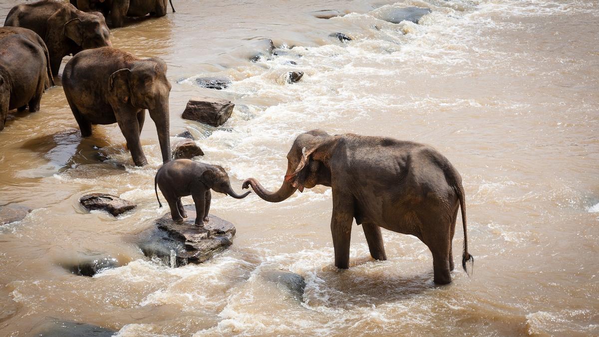 ¿Qué pasaría si los elefantes desaparecieran de la faz de la Tierra?