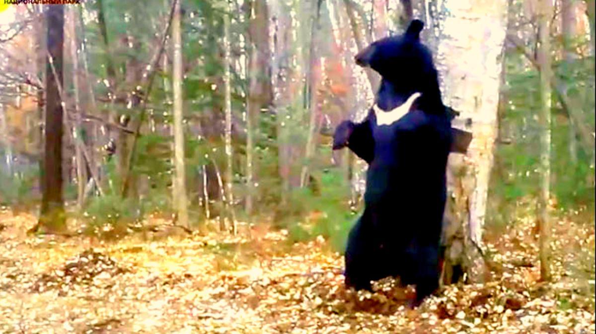 Un gran oso siberiano marca su territorio con un espectacular baile