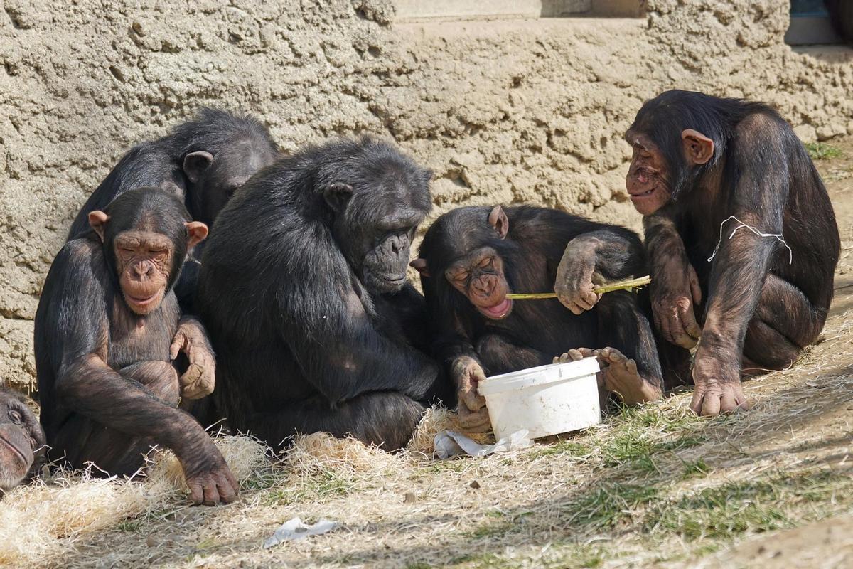 Así se automedican los chimpancés