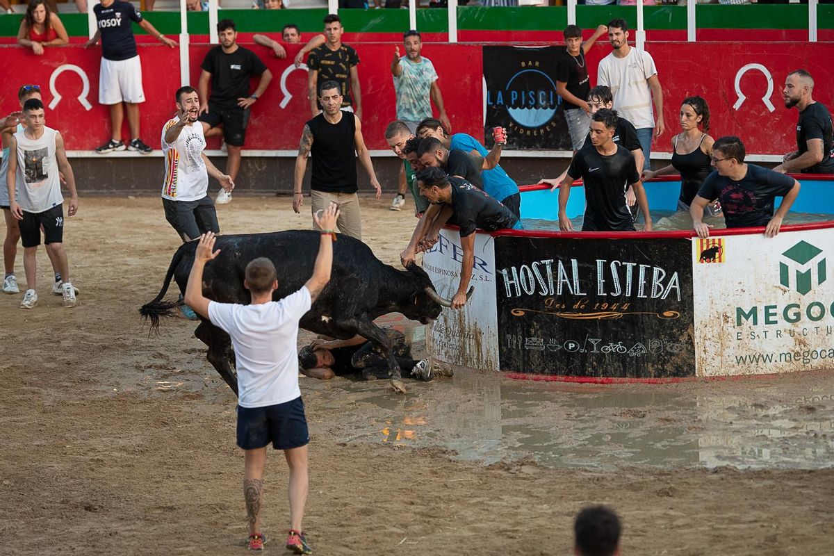 Correbous organizado durante la fiesta mayor de Vidreres, el pasado agosto, en una foto cedida por AnimaNaturalis. Correbous organizado durante la fiesta mayor de Vidreres, el pasado agosto, en una foto cedida por AnimaNaturalis.